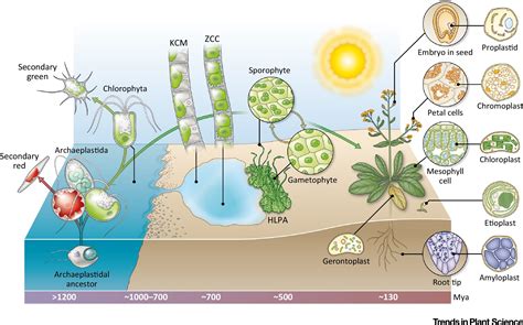 Streptophyte Terrestrialization In Light Of Plastid Evolution Trends