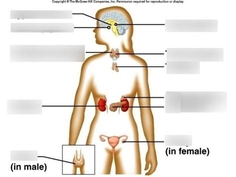 endocrine system labeling diagram Diagram | Quizlet