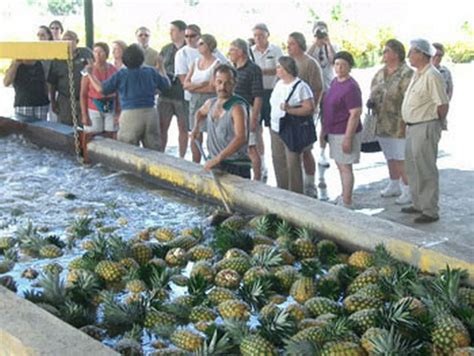 Caribbean Costaricans Pineapple Tour: Autocthonous Pineapple Plantation ...