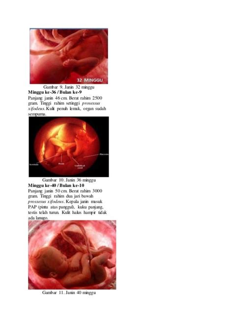 Pertumbuhan Dan Perkembangan Janin Dalam Kandungan