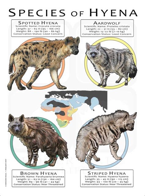 Species of Hyena Poster Print