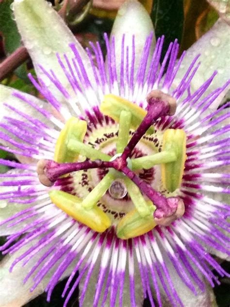 Pasiflora Passiflora Caerulea Nmente Llamada Mburucuy Burucuy