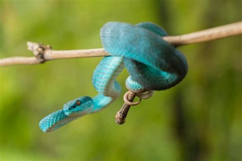 Culebra Insularis Azul Trimeresurus Insularis V Bora De La Isla De