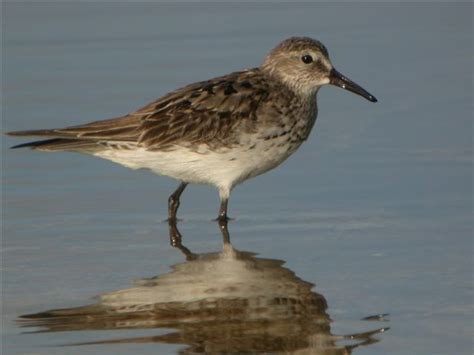 White-rumped Sandpiper