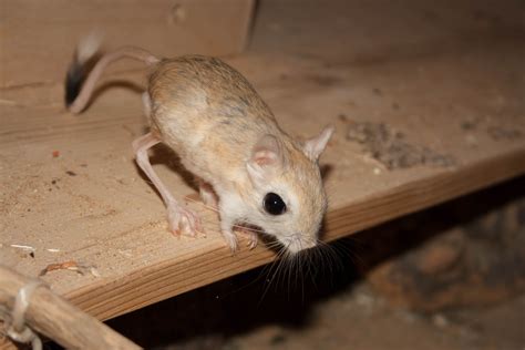 Jerbo De Egipto Animales Mascotas Mercafauna