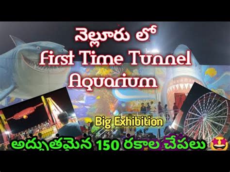 First Time Tunnel Fish Aquarium In Nellore Fish Aquarium Big