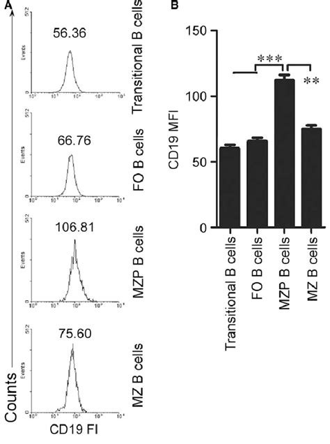 Cd Was Highly Expressed In Mzp B Cells Splenic Transitional B Cells