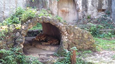 Manila Zoo - tiger's lair - YouTube