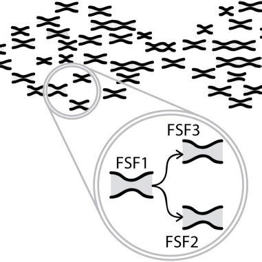 Evolution Of Biphasic Patterns The Cartoon Illustrates A Network Of