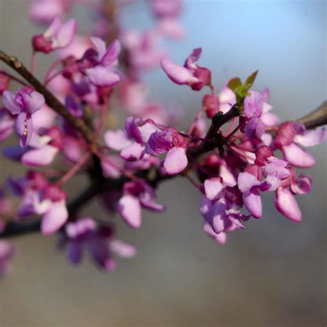 redbud food forest nursery