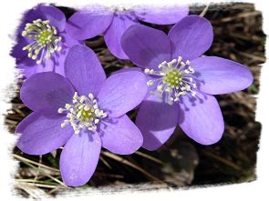 F CJ Joël PELVES Radio Amateur ex f esh TV SMB TV CEE CN CJ F CJ VE F CJ