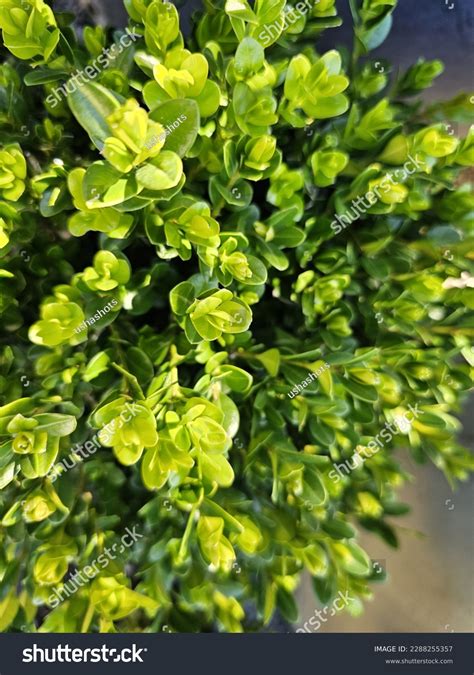 Buxus Sinica Var Insularis Wintergreen Korean Stock Photo 2288255357