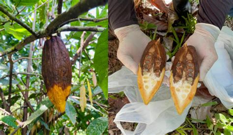 Monil Ase Do Cacaueiro Novos Focos Da Praga S O Identificados Em