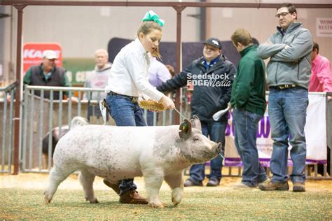 Njsa Southeast Regional Crossbred Barrow Show National Swine