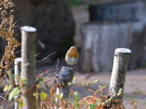 Burung Robin Alam Foto Gratis Di Pixabay Pixabay