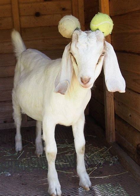 Pin On Goats