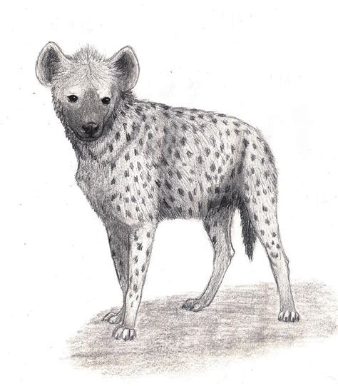 How To Draw A Spotted Hyena Hyena Creature Drawings Nature Sketch ...