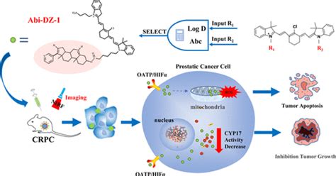 Small Mitochondria Targeting Fluorophore With Multifunctional