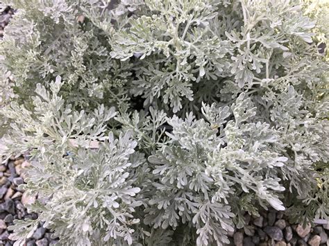 Artemisia Powis Castle 150mm Pot Dawsons Garden World