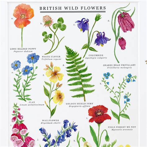 British Wild Flowers Print Illustrated Giclée Print - Etsy UK