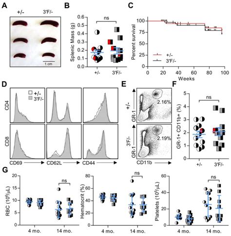 Mir-146a 3'F/-hemizygous mice do not display observable pathology ...