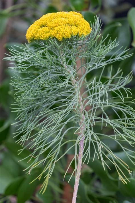 Athanasia parviflora | small-flowered athanasia Shrubs/RHS Gardening