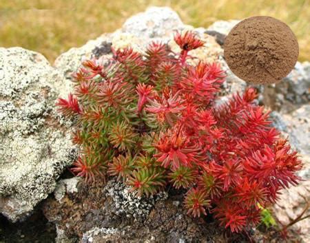 High Quality Rhodiola Rosea Extract Salidroside 3 Powder OEM Service