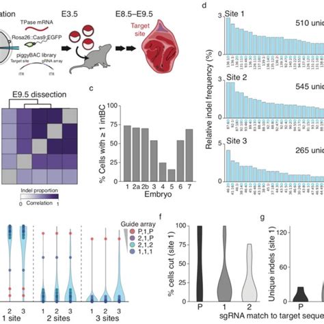 Single Cell Lineage Reconstruction Of Mouse Embryogenesis A