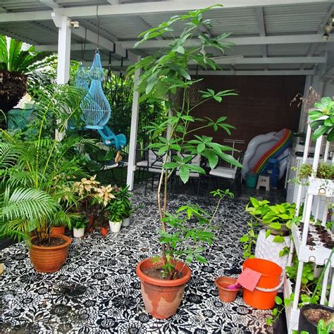 Tall Money Tree Plant Furniture And Home Living Gardening Plants