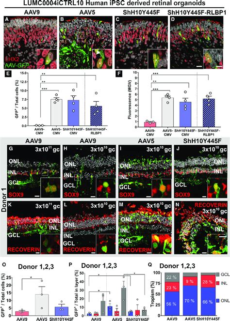 AAV5 and ShH10Y445F Efficiently Infect Mü ller Glial Cells in Human