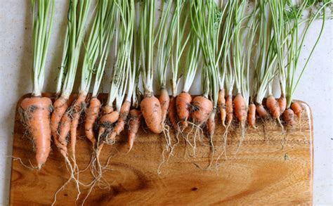 How To Grow Carrots At Home Encouraging Treats