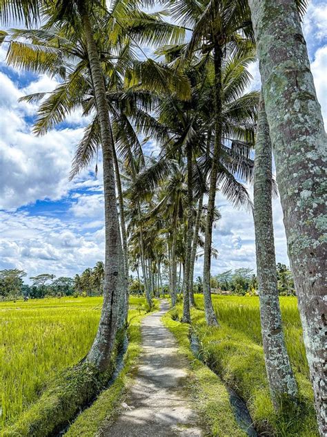 Desa Mancingan Rice Field In Gianyar Regency Bali Indonesia Stock