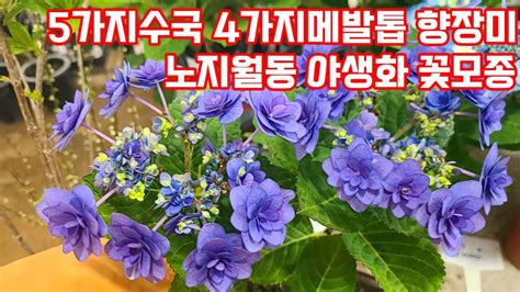 야생화꽃모종 노지월동식물 정원수 수국 블루베리 Youtube