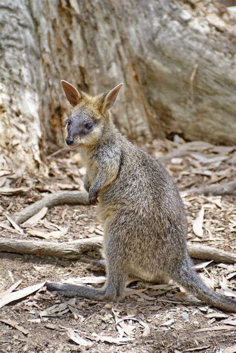 Wallaby with baby stock image. Image of warm, child, wallaby - 2883885