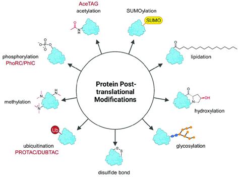 Overview Of The Most Common Posttranslational Protein Modifications Download Scientific Diagram