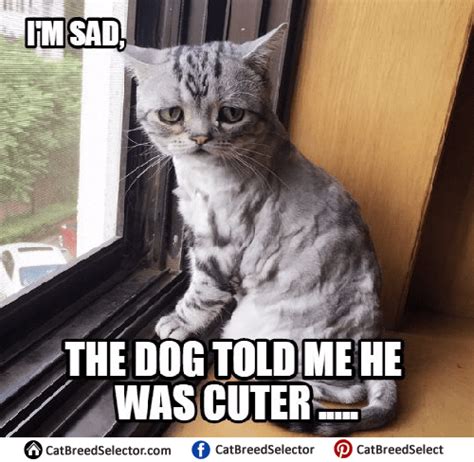 Sad Cat Memes – Cat Breed Selector