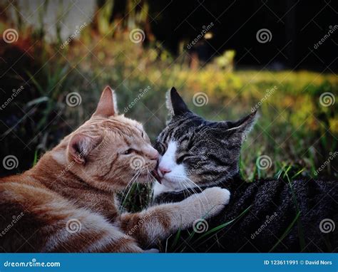 Cats Kissing In Castle Alcazaba Royalty-Free Stock Photo ...