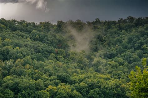 Green Trees in the Forest · Free Stock Photo