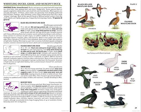 Peterson Field Guide To Birds Of Northern Central America A Book