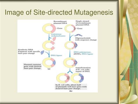 Ppt Recombinant Dna Method Mutagenesis Powerpoint Presentation Free