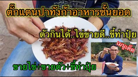 ตกแตนปาทงกาอาหารชนยอด ตวกนได ไขขายด ขทำปยEP 52 Agri