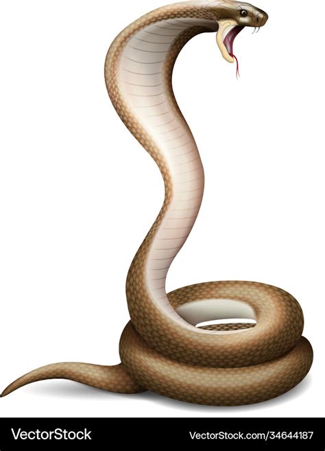 Hissing snake realistic composition Royalty Free Vector