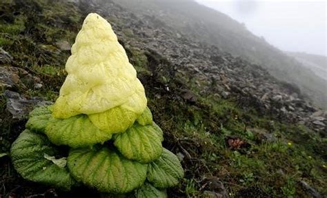 A Giant Alpine Plant-Rheum Nobile - Explore Tibet