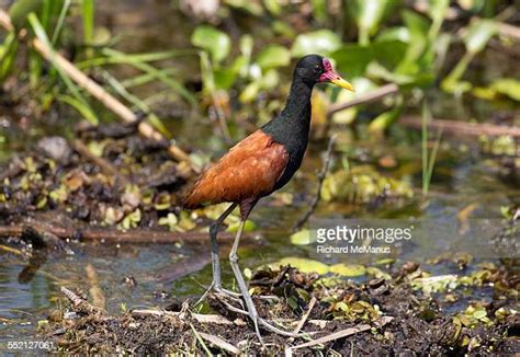 230 Jacana Noir Stock Photos High Res Pictures And Images Getty Images