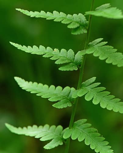 Crested Wood Fern Dryopteris Cristata Lagrange County Flickr