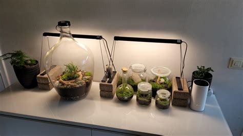 Think the wife is gonna say stop soon. : r/terrariums