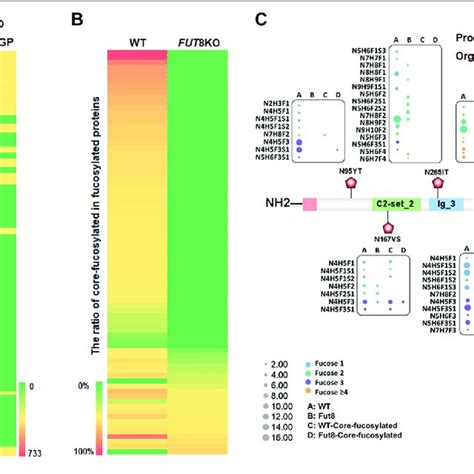 The Change Of Fucosylated Glycoproteins In The Fut Ko Cho Cells A