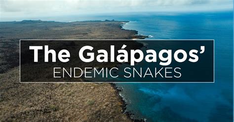 Island Conservation Studying The Diverse Snakes Of The Galápagos