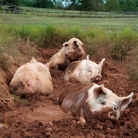 Pigs In Mud Life Miracle Natural Health And Ecological Consumer