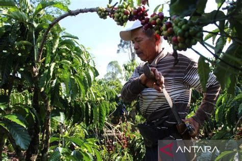 Mengenal Komoditas Kopi Dan Kebudayaan Lampung Barat ANTARA News